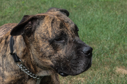 Closeup of Pit Mastiff Laying in Grass
