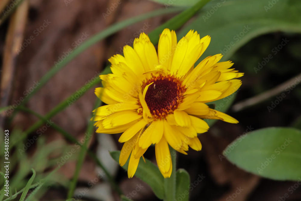 Bright Yellow Perennials in the Garden Bright Yellow Perennials in the Garden