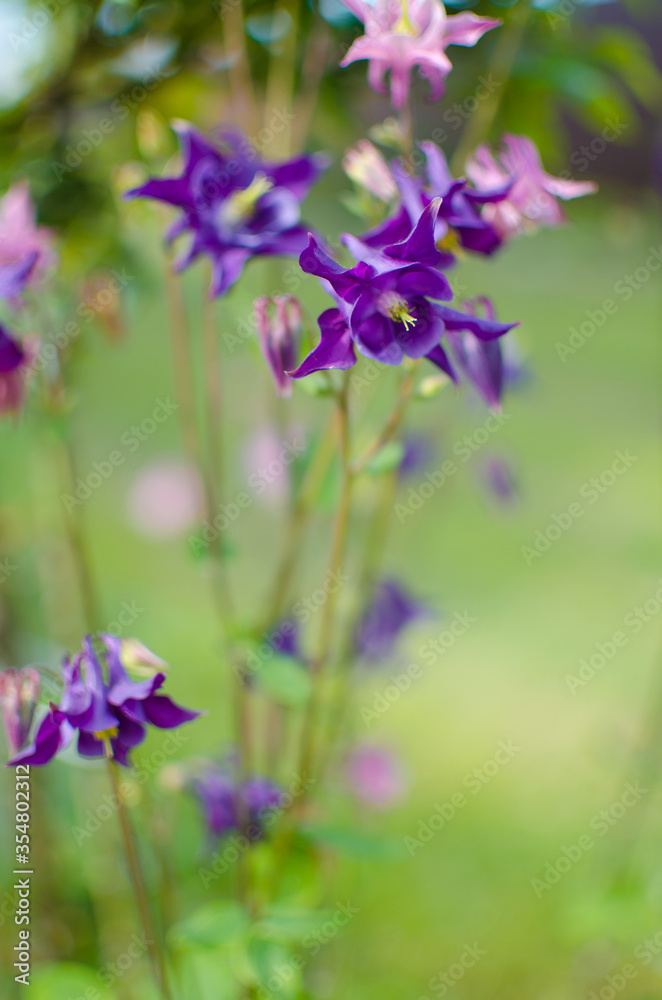 Beautiful aquilegia flowers bloom outdoors in spring for bouquets