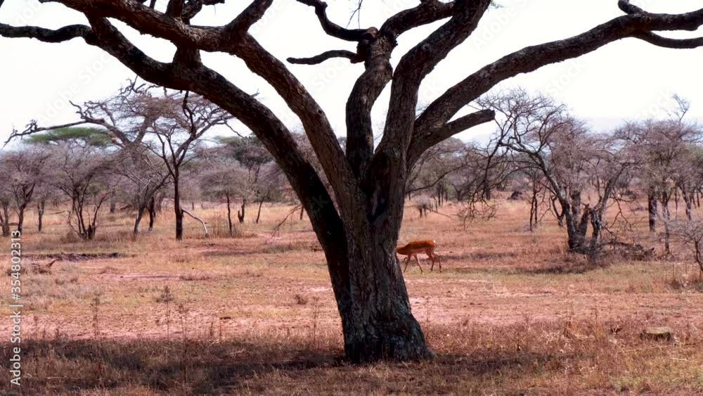 Mammal in the largest animal migration park, Serengeti, Tanzania. Mammal in the largest animal migration park, Serengeti, Tanzania.