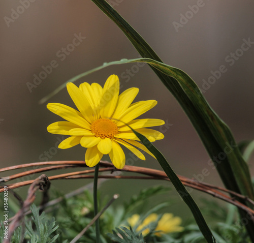 Yellow Fiveneedle Pricklyleaf (Thymophylla Pentachaeta) photo