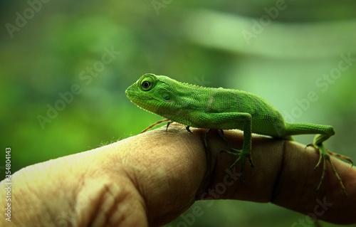green lizard on a palm