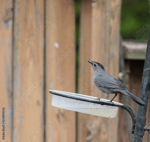 Gray Catbird Perched on Water Dish Looking Up photo