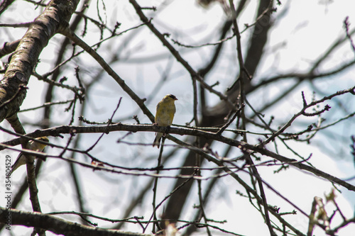 American Goldfinch Perched on Tree Branch