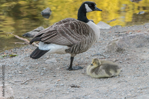 Canada Goose with Baby Gosling Laying Down