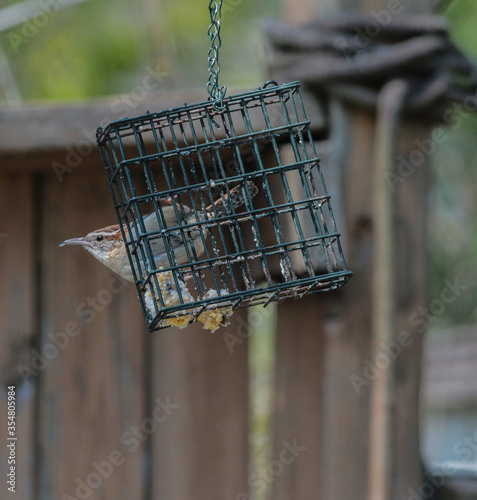 Carolina Wren Hanging Onto Bird Feeder