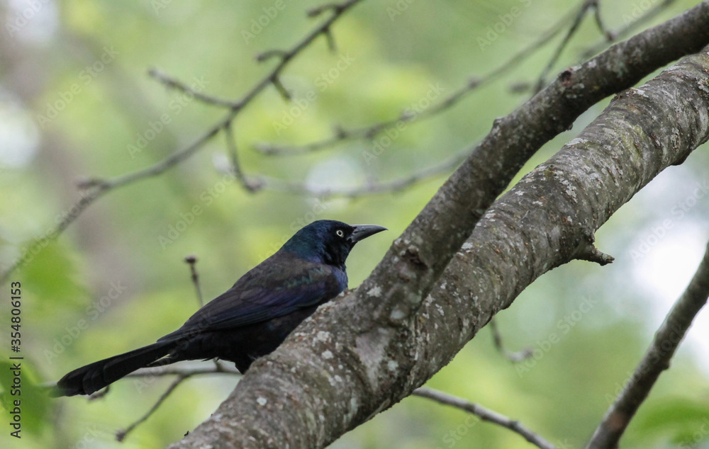 Common Grackle Walking on Tree Branch Common Grackle Walking on Tree Branch