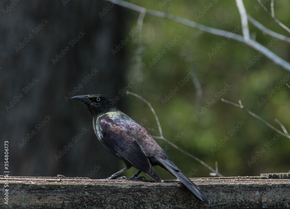 Fototapeta premium Common Grackle Standing on Wooden Fence