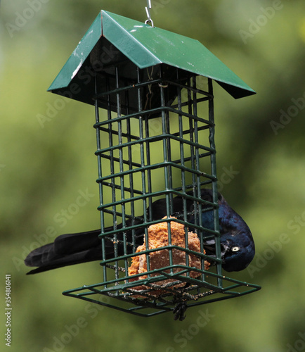 Common Grackle on Bird Feeder Getting Food