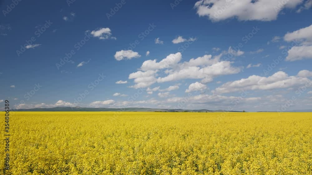 Camera pan right sweeping over view of large canola or rape field on bright sunshine - cloudy skies background Camera pan right sweeping over view of large canola or rape field on bright sunshine - cloudy skies background