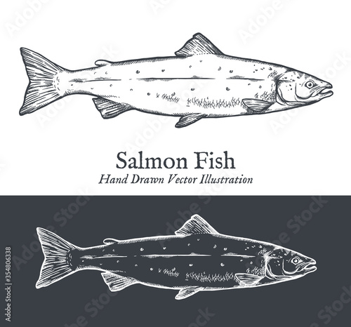 Salmon fish or trout engraving, hand drawn monochrome vector illustration. 