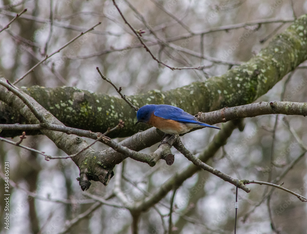 Obraz premium Male Eastern Bluebird on Tree Branch