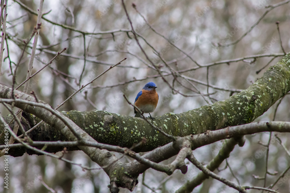 Male Eastern Bluebird Perched on Tree Branch Male Eastern Bluebird Perched on Tree Branch