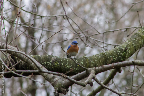 Male Eastern Bluebird Perched on Tree Branch