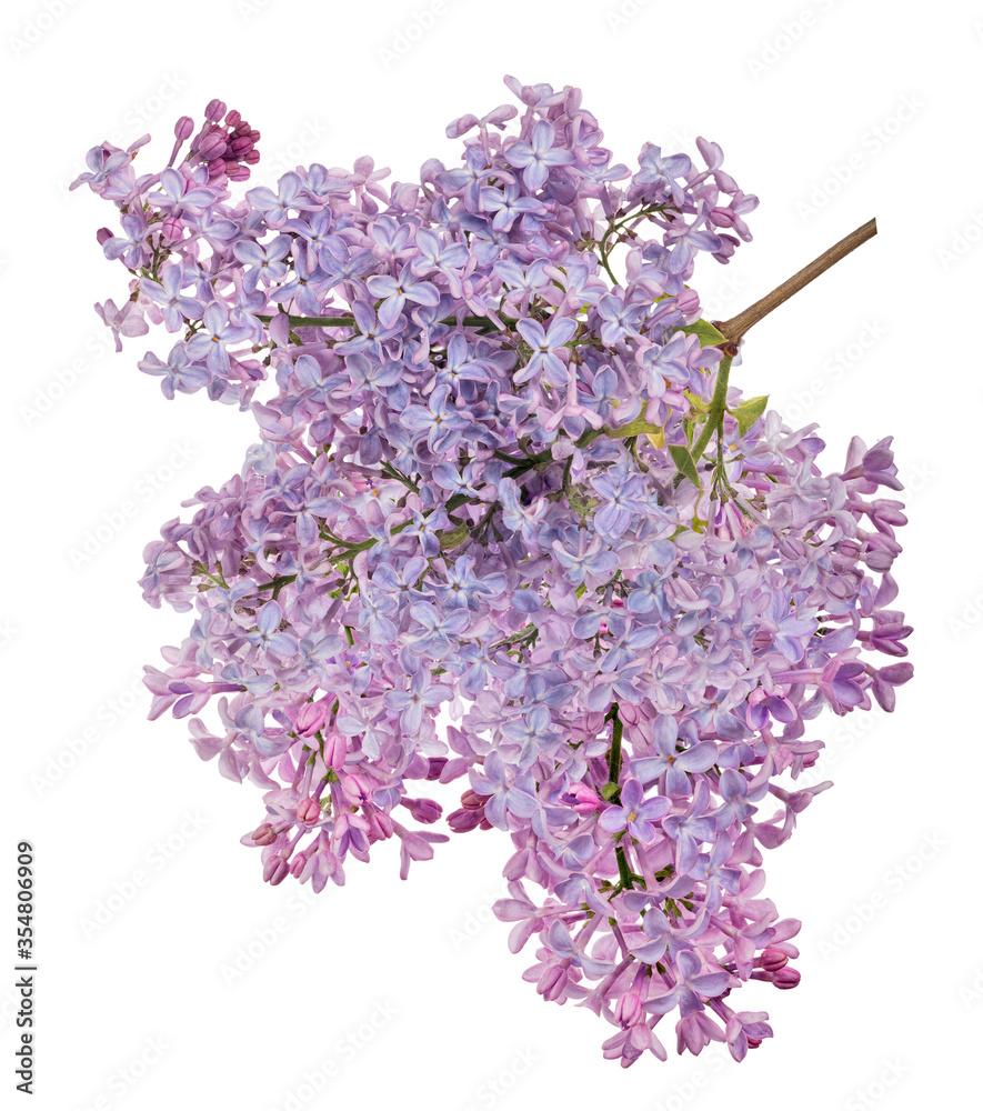 light violet lilac lush branch on white