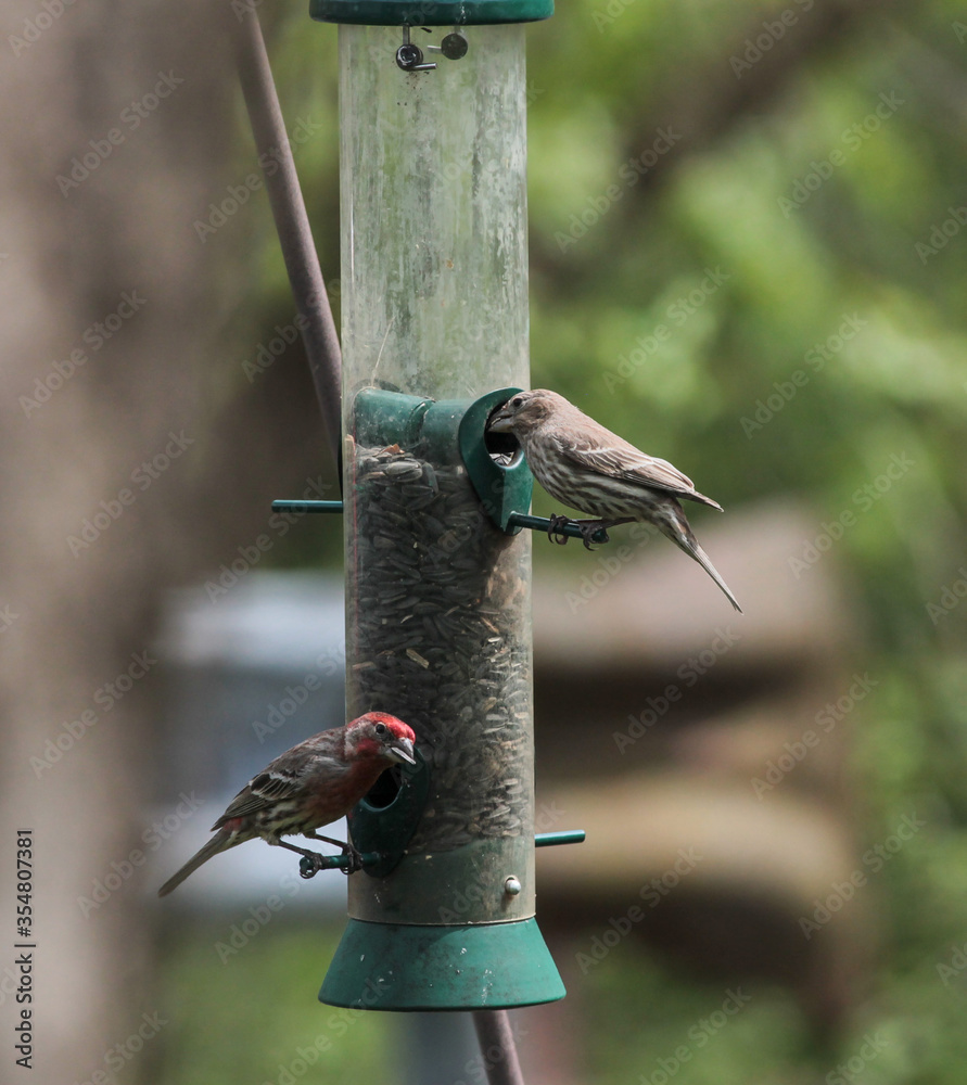 Naklejka premium Red Finch and Song Sparrow on Bird Feeder