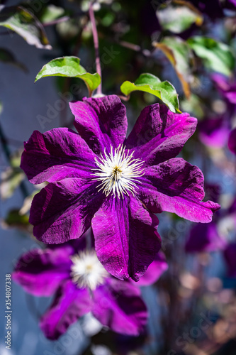 A closeup of a clematis warszawska nike surrounded by greenery in a field under the sunlight