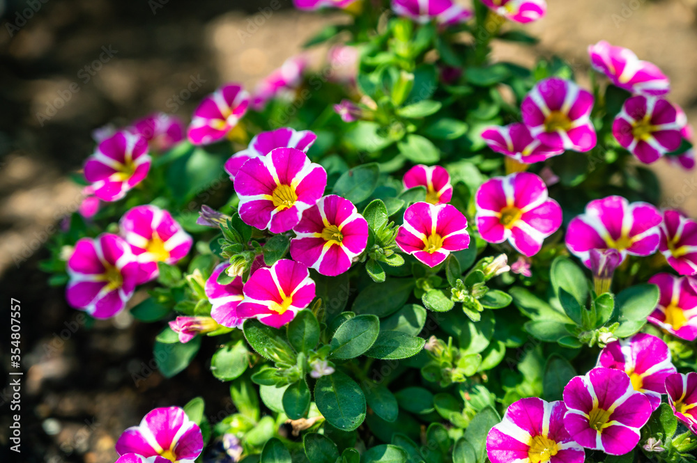A closeup of pink petunias in a field under the sunlight with a blurry background