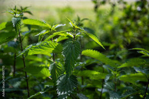 A closeup of common nettles in a field under the sunlight at daytime with a blurry background