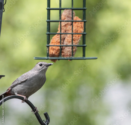 Gray Catbird on Metal Pole looking at Bird Feeder