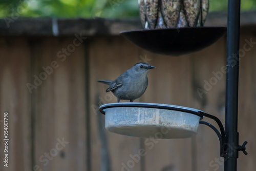 Gray Catbird Standing on Bird Feeder