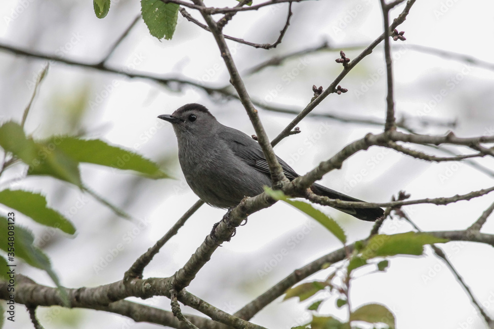 Gray Catbird Standing on Tree Branch Gray Catbird Standing on Tree Branch