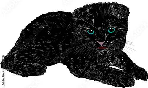 black kitten sketch isolated on white