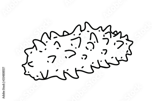 Sea cucumber. Sea cucumbers are echinoderms from the class Holothuroidea. It is considered an expensive food in Asia. Vector line art illustration. photo