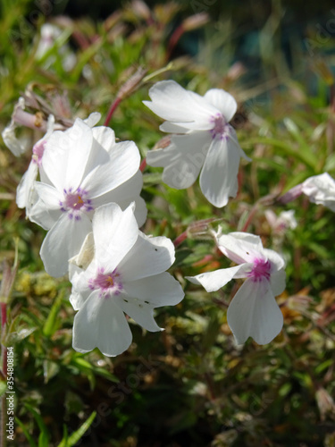 Phlox blanc