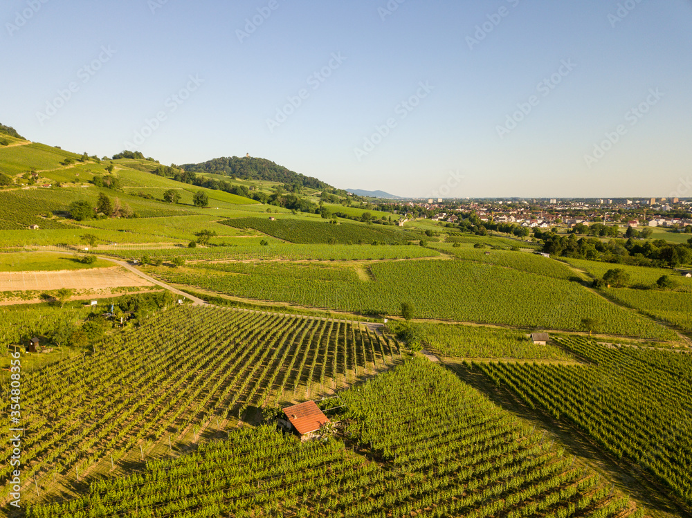 Aerial / Drone shot of Vineyard between Heppenheim and Bensheim at the Bergstraße in Hessen in bright sunlight on a cloudless day