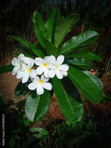 White Frangipani flowers with leaves in the garden.