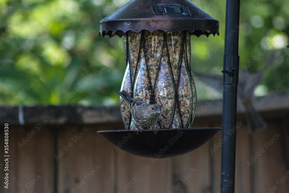Song Sparrow Standing on Bird Feeder