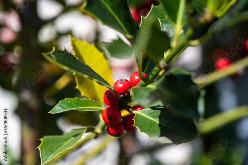 A closeup of holly berries on a tree under the sunlight with a blurry background