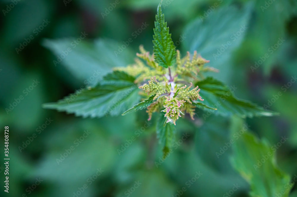 A high angle shot of common nettles in a field under the sunlight at daytime with a blurry background