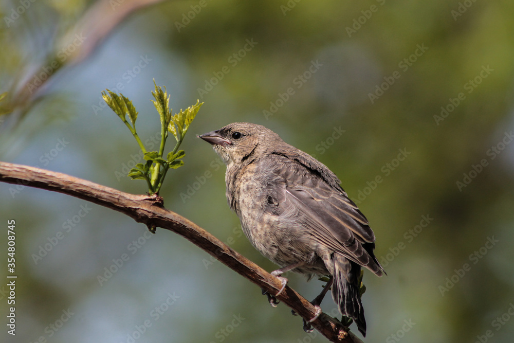 Juvenile Cowbird Standing on Stick Juvenile Cowbird Standing on Stick