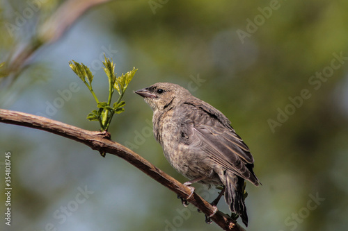 Juvenile Cowbird Standing on Stick