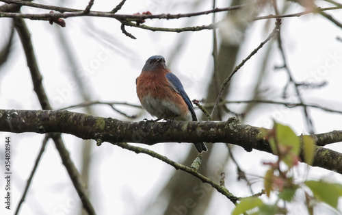 Male Eastern Bluebird on Tree Branch