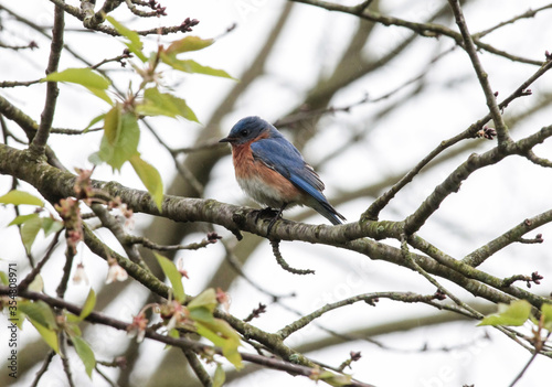 Male Eastern Bluebird Perched on a Tree Branch