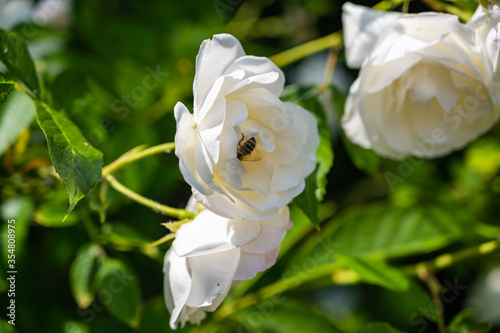 A closeup of a bee in a rosa climbing iceberg surrounded by greenery in a field under the sunlight