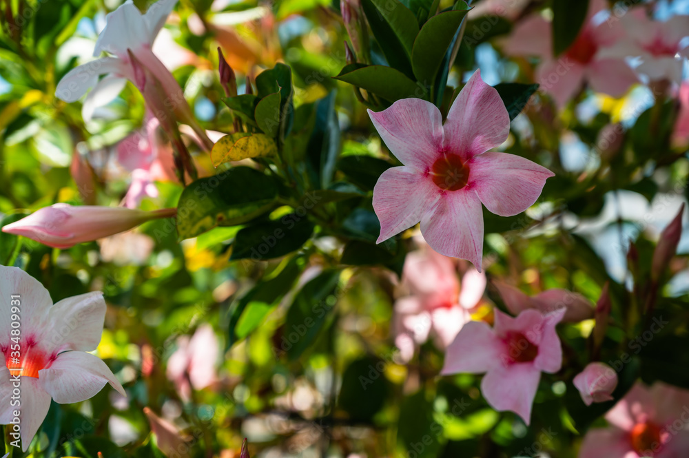 A vertical shot of allamanda blanchetiis in a field under the sunlight with a blurry background A vertical shot of allamanda blanchetiis in a field under the sunlight with a blurry background