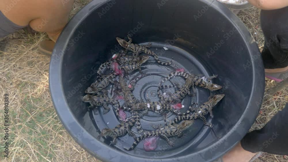 babies crocodiles after birth being placed inside a bowl babies crocodiles after birth being placed inside a bowl