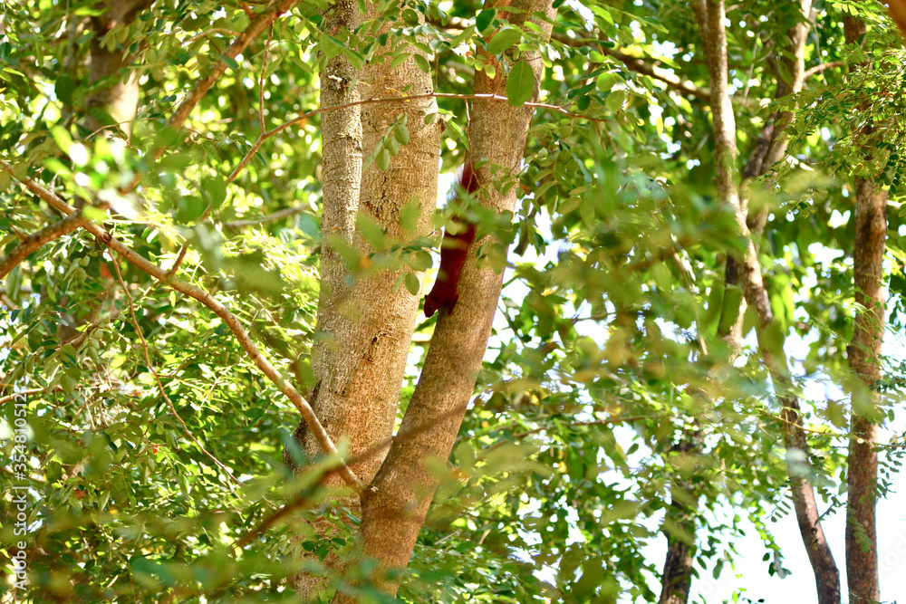 Red squirrel on a branch
