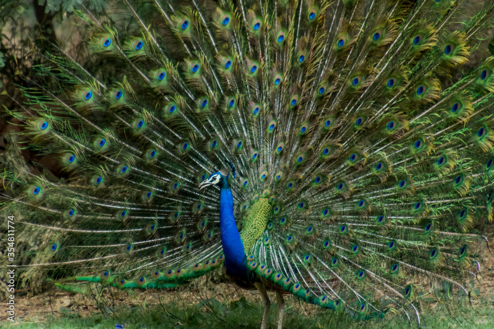 Obraz premium More dance stances of the Indian male peacock