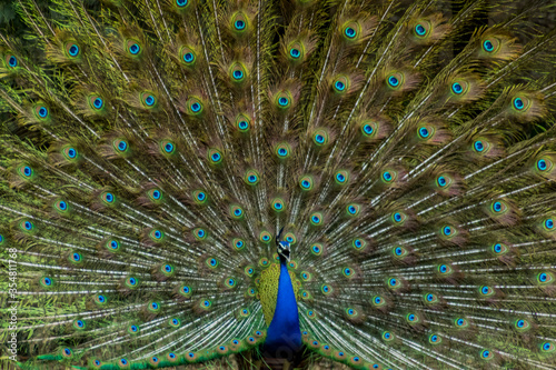 More dance stances of the Indian male peacock 
