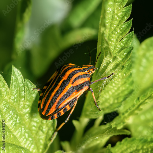 "Graphosoma lineatum", bug insect on a green leaf, close-up