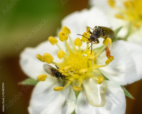 small insects sit on a strawberry flower close up in spring on a Sunny day © Владимир Зубков