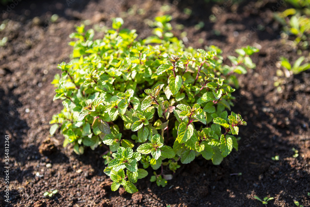 Black mint plant growing in the black soil, vegetable garden, organic herb, outdoor day light Black mint plant growing in the black soil, vegetable garden, organic herb, outdoor day light