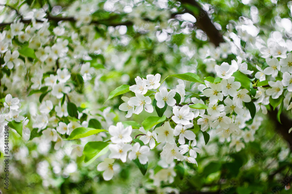 Blossoming apple trees close-up white buds of flowers on a bokeh background. Blossoming apple trees close-up white buds of flowers on a bokeh background.
