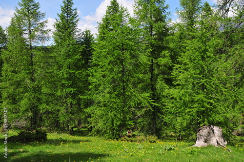 Forest of European larch conifer (Larix decidua) in south of France photo