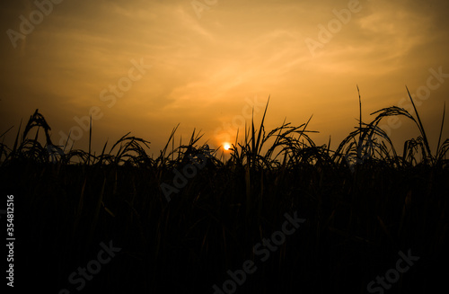 Sunset or Sunrise View at Kaziranga National Park of Assam, India 